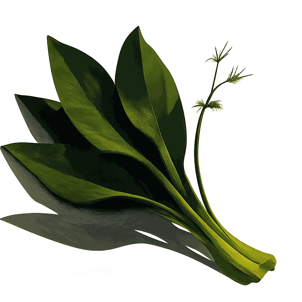 Wild garlic